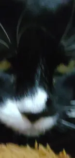 Close-up of a mysterious cat face with black and white fur, eyes captivating.