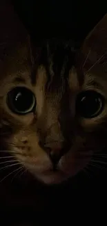 Mysterious cat with big eyes in dark setting, perfect for mobile wallpaper.