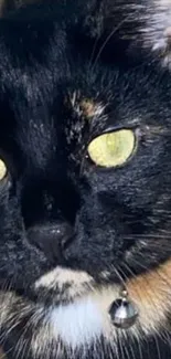 Close-up of a black cat with striking yellow eyes and a collar bell.