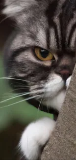 Close-up of a mysterious cat peeking around a corner, showing intense expression.