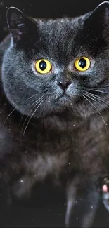 Dark gray cat with piercing yellow eyes on black background.