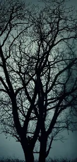 Silhouetted tree against a foggy, dark cyan sky, creating a mysterious atmosphere.