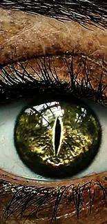 Close-up of a golden reptilian eye wallpaper.