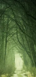 Mysterious forest path with tall trees and green hues.