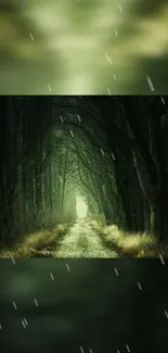 Dark forest path creating a mystical atmosphere.