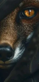 A closeup of a mysterious fox's eye peering through darkness.