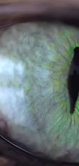 Close-up view of a vibrant and detailed green cat eye with striking textures.