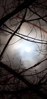 Mystical moonlight shining through tree branches at night.