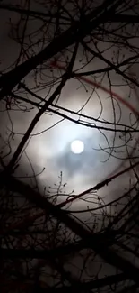 Dark branches silhouetted against a glowing full moon at night.