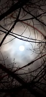 Silhouetted branches encircle a luminous full moon in a night sky.