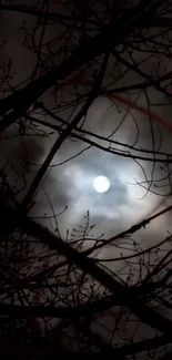 Moonlit night with silhouetted branches against a dark sky.