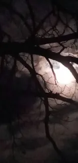 Moonlit night with silhouetted branches.