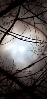Silhouetted tree branches around a bright full moon at night.