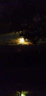 Silhouette of a tree against a moonlit night sky.