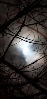 Silhouetted branches against a cloudy moonlit sky.