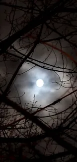 Silhouetted tree branches with full moon in night sky wallpaper.