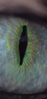 Detailed close-up of a green reptilian eye with vibrant textures.