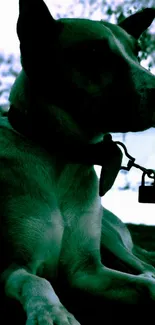 Silhouette of a dog in green light, creating a mysterious ambiance.