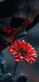 Skull holding a red flower against a dark background.