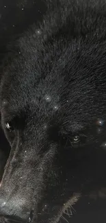 A bear with starry reflections on a dark background.