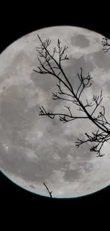 Full moon with silhouetted tree branches in the night sky.