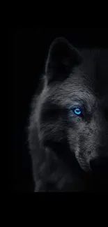 Mysterious wolf with a bright blue eye on a dark background wallpaper.