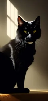 Black cat in sunlight with a shadowed background, creating a mystic effect.