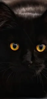 Mystic black cat with yellow eyes on dark background.