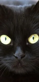 Close-up of a black cat with bright yellow eyes, perfect for a striking background.