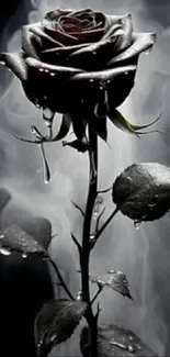 Black rose with dewdrops in smoky background.