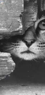 Black and white image of a cat peeking through rustic wood.