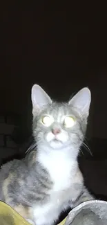 Cat with glowing eyes in the dark night.