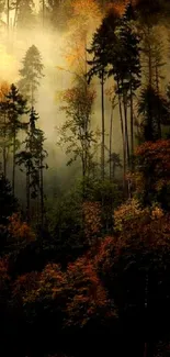 Mysterious autumn forest with mist and tall trees in the background.