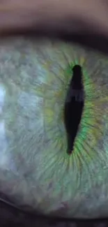 Close-up image of a vibrant green cat eye with detailed pattern.