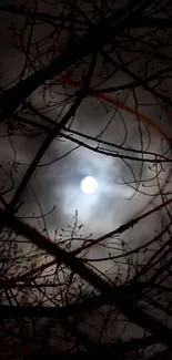 A moonlit night sky with silhouetted tree branches.