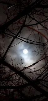 Moon shining through silhouetted branches at night.