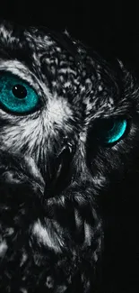 Owl with striking teal blue eyes on dark background.