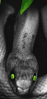 Black and white snake with green eyes on a dark background, accented by green leaves.