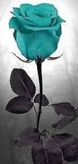 Teal rose with dark leaves on a misty background