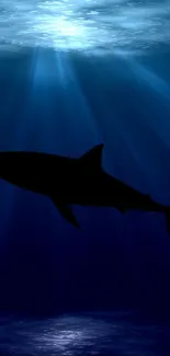 Silhouette of a shark swimming underwater with dark blue ocean background.