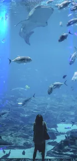 Person standing before a massive aquarium with fish and manta rays.