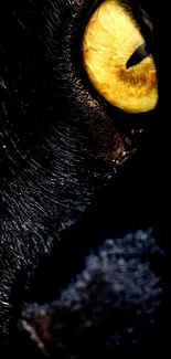 Close-up of a mysterious black cat eye, perfect for mobile wallpaper.