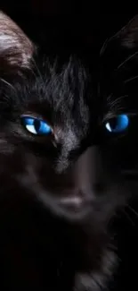 Wallpaper of a black cat with striking blue eyes.