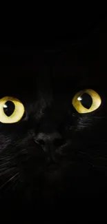 Close-up of a black cat with yellow eyes.