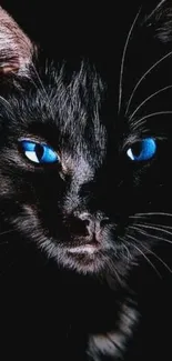 Black cat with vibrant blue eyes in dark wallpaper.