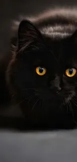 Mystical black cat with yellow eyes on a dark background.