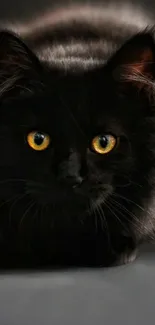 Elegant black cat with yellow eyes on dark background.