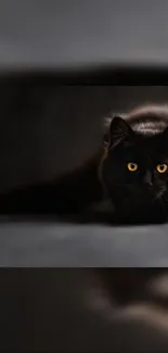 Black cat with orange eyes in a dark, mystical setting.