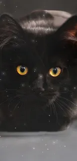 Black cat with glowing yellow eyes against a starry background.