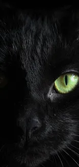 Mystical black cat with green eyes on a dark background.